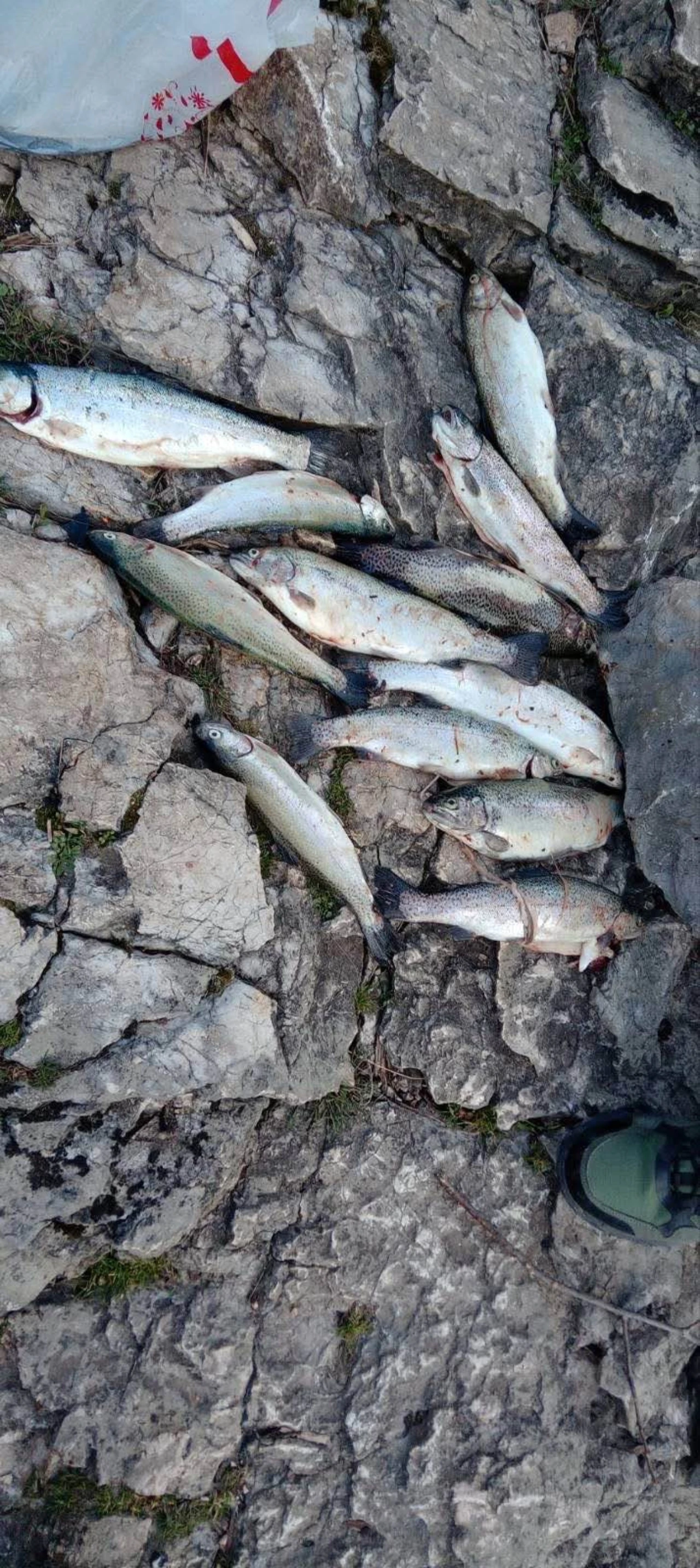 Ribočuvari na djelu: Dvojac ulovio 19 riba na jezeru Salakovac 
