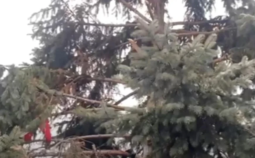 Sarajevo: Migrant živio u kućici na drvetu