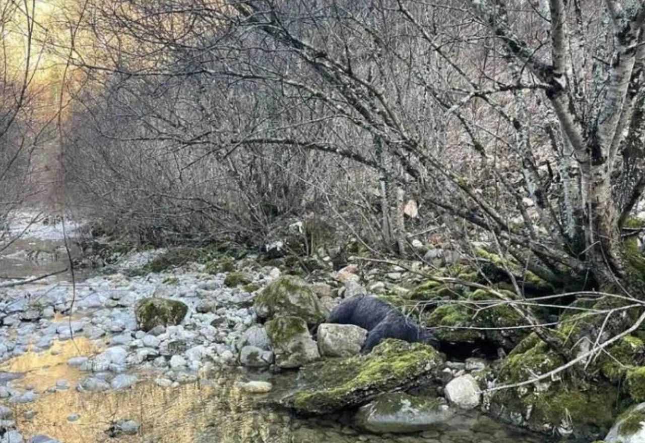 U kanjonu Rakitnice pronađen leš mrkog medvjeda, istraga u tijeku