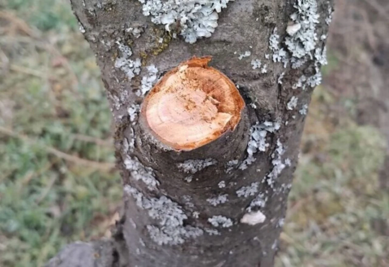 Ako su vam stabla šljive oboljela od monilije, možete ih izliječiti - evo kako