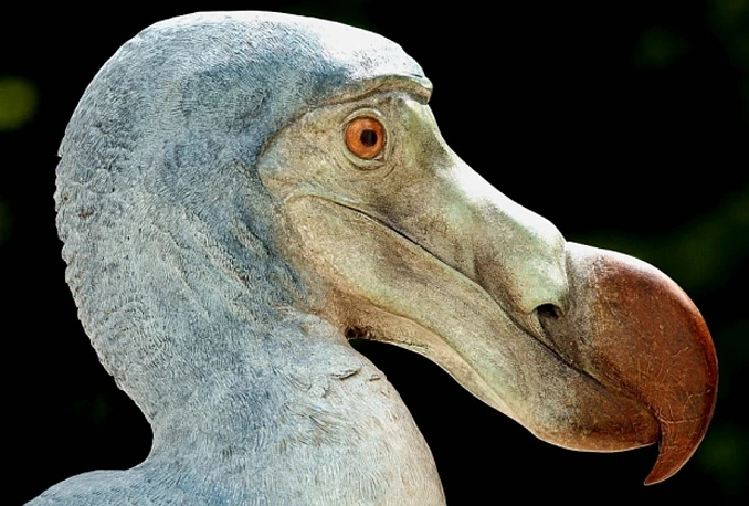 Kradom ptice Dodo