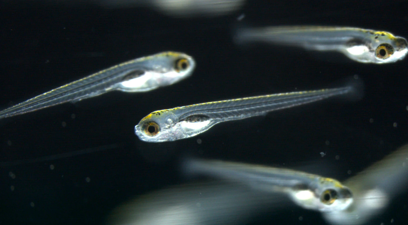 Revolucija u neuroznanosti: Kako mladice zebrica uče prepoznati opasnost?