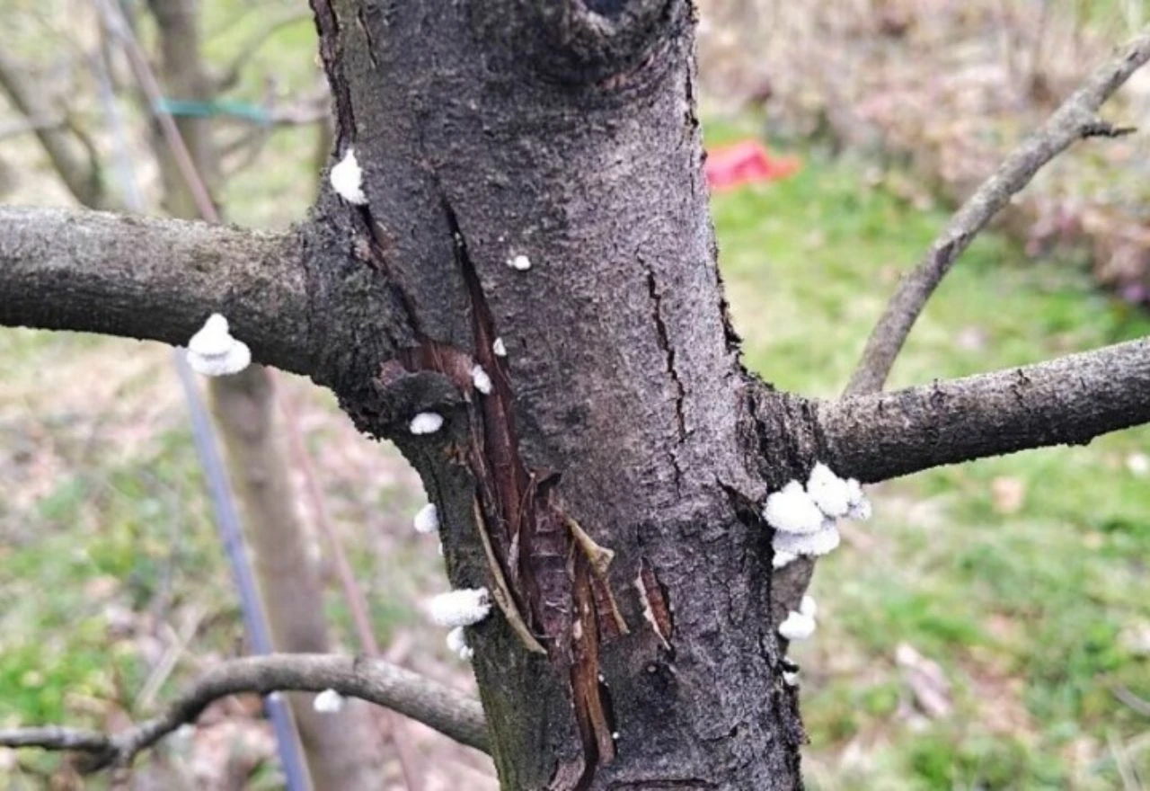 Kako se riješiti drvenara? Osim insekticida, mogu pomoći i začini