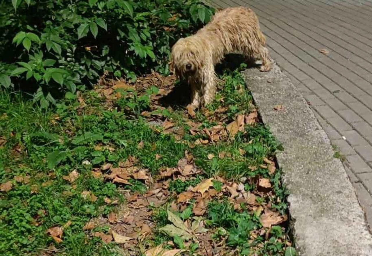 Mostarci pokušavaju udomiti Caspera, ali on se ne da!