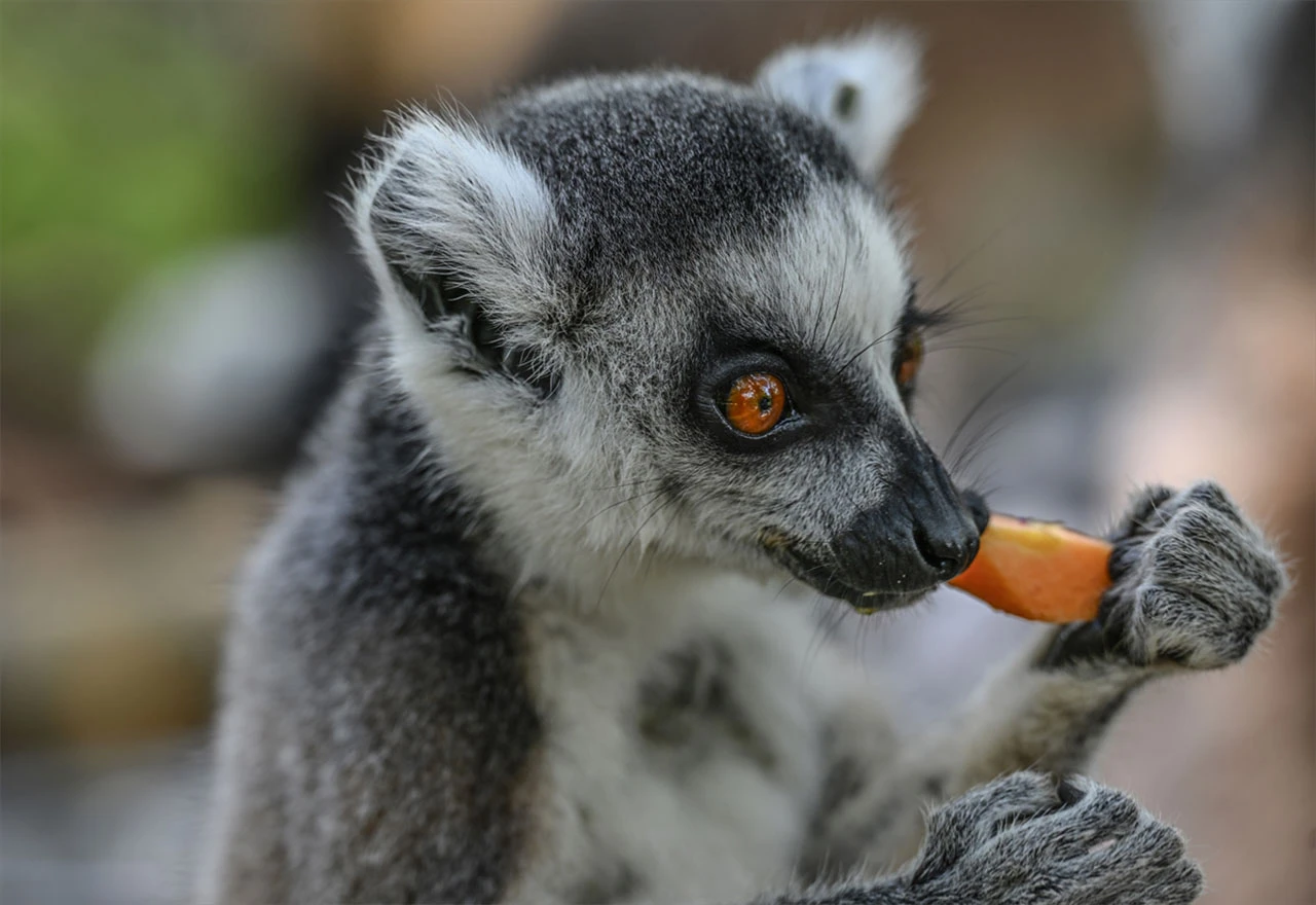 Madagaskar: Dom 112 vrsta lemura i raj za istraživače prirode
