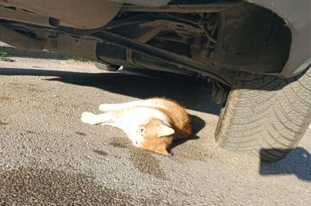 Novo trovanje mačaka u Čapljini: Građani traže hitnu reakciju
