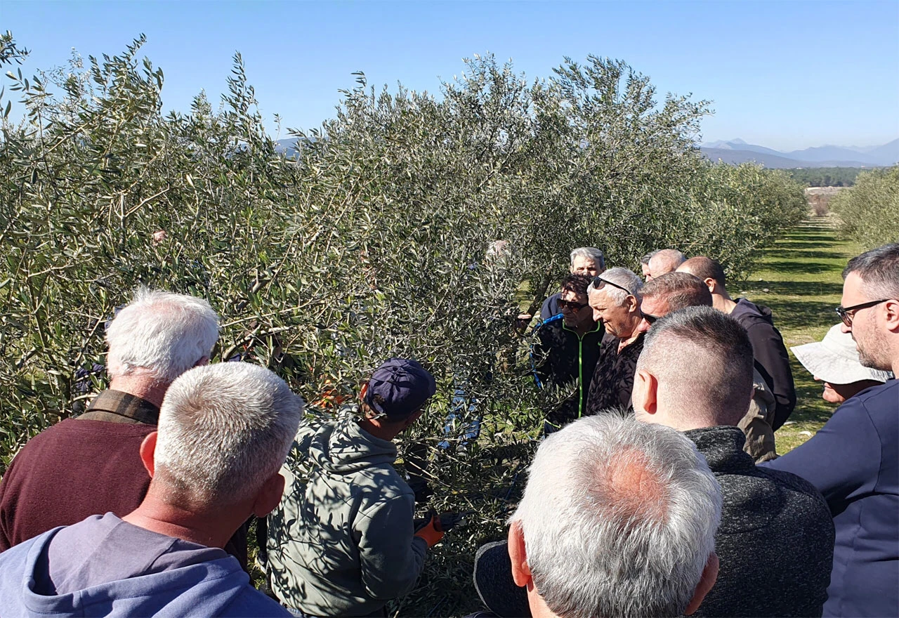FOTO | Maslinari u Čitluku i Čapljini učili moderne tehnike rezidbe