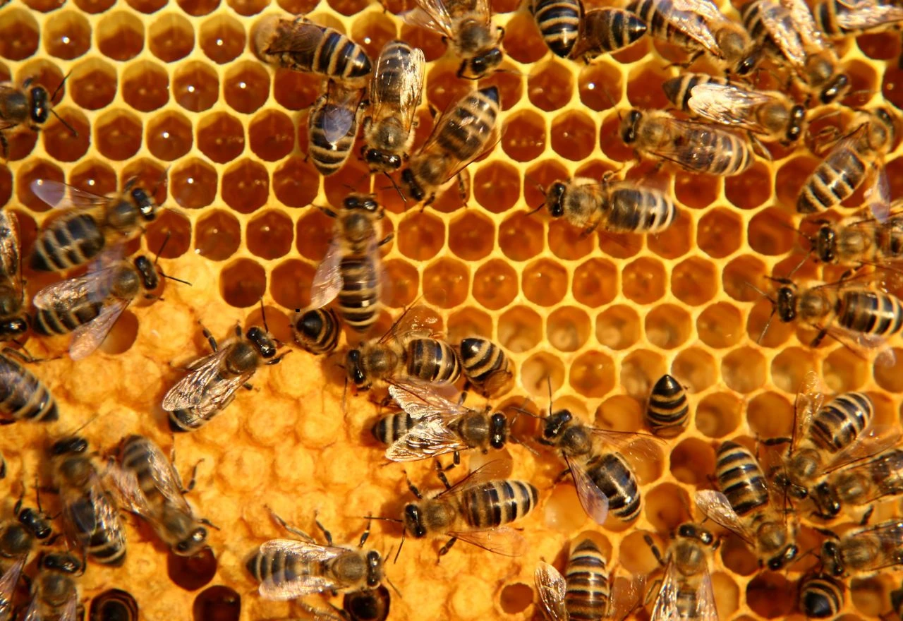 Pčelari, oprez! Kreće tretiranje voćnjaka insekticidima