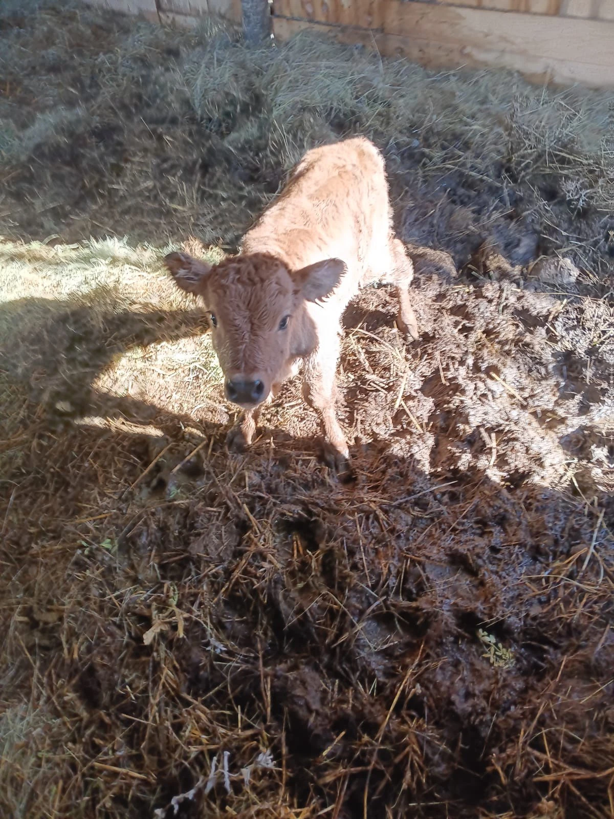 Povratnik iz Njemačke ostvario san: Karlo Radoš na svojoj farmi buša dočekao prvo tele