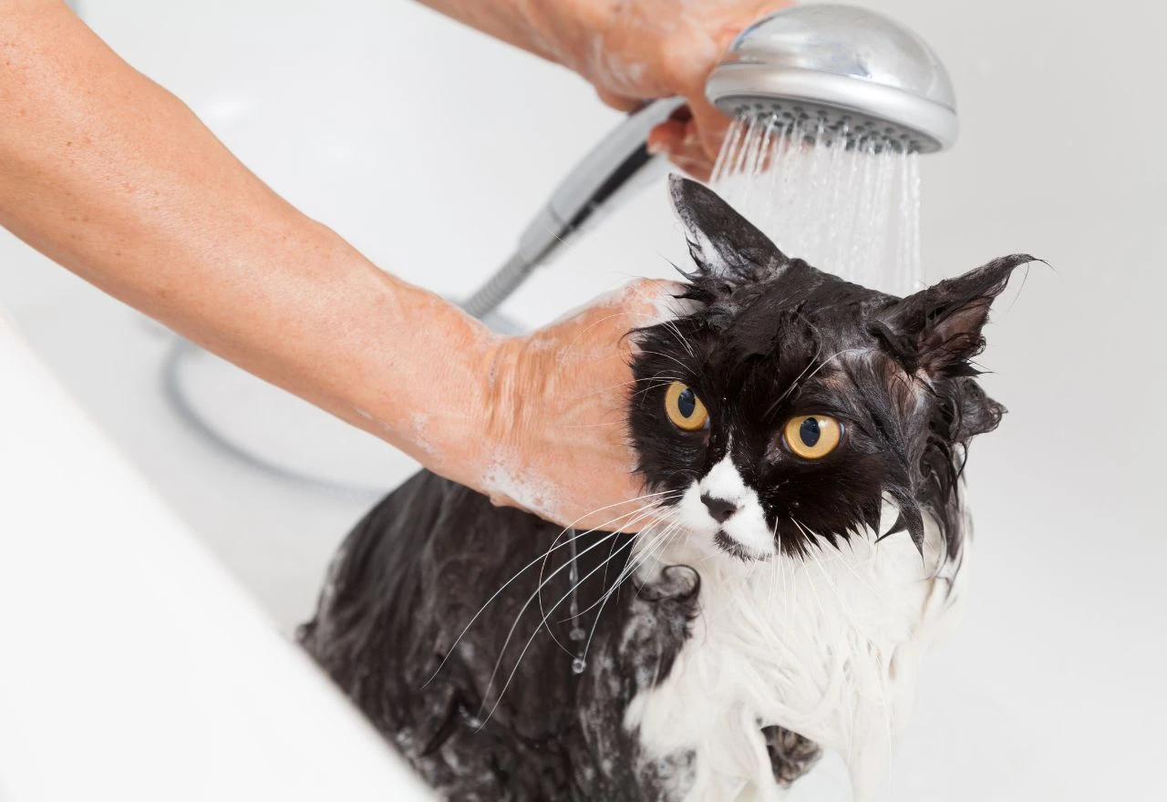 Koliko često treba kupati mačke? Veterinar ima odgovor