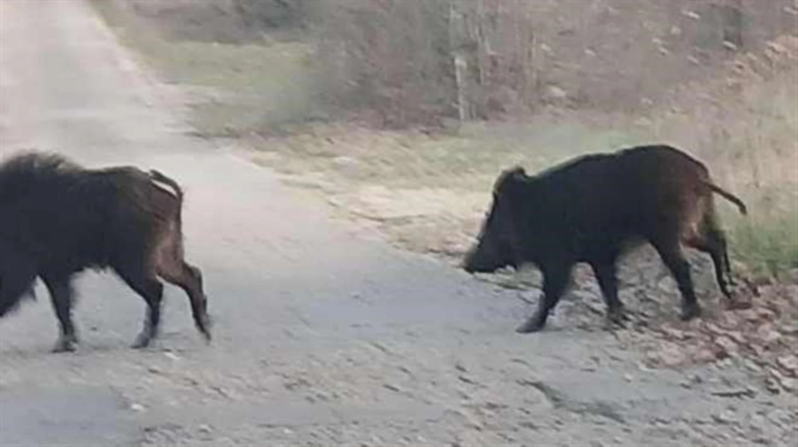 U Grudama viđene divlje svinje