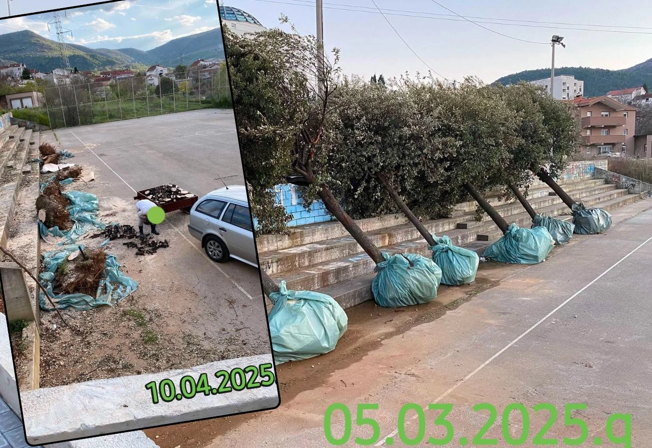 Stabla s Bijelog brijega ipak nisu spašena, završila na prikolici