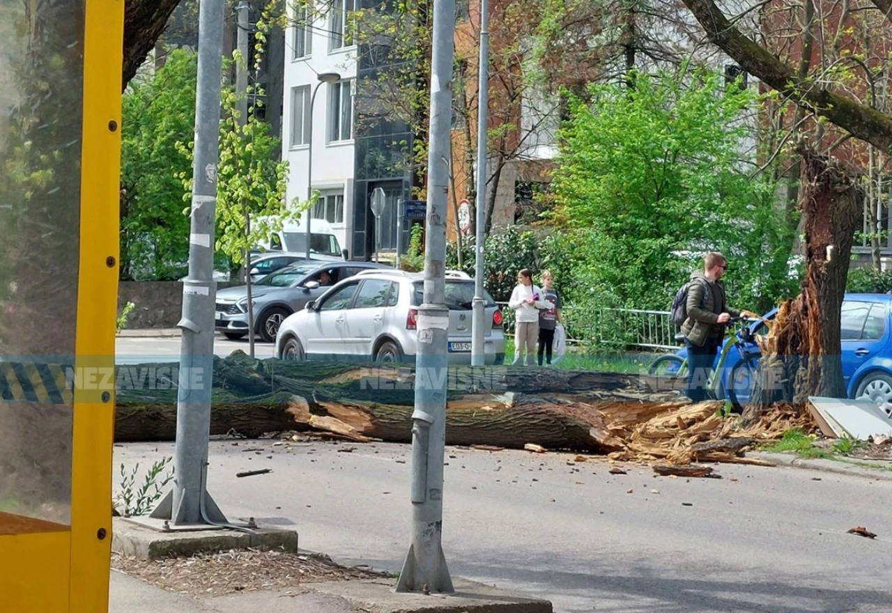 Ogromno stablo palo na cestu: "Za dlaku je izbjegnuta tragedija"