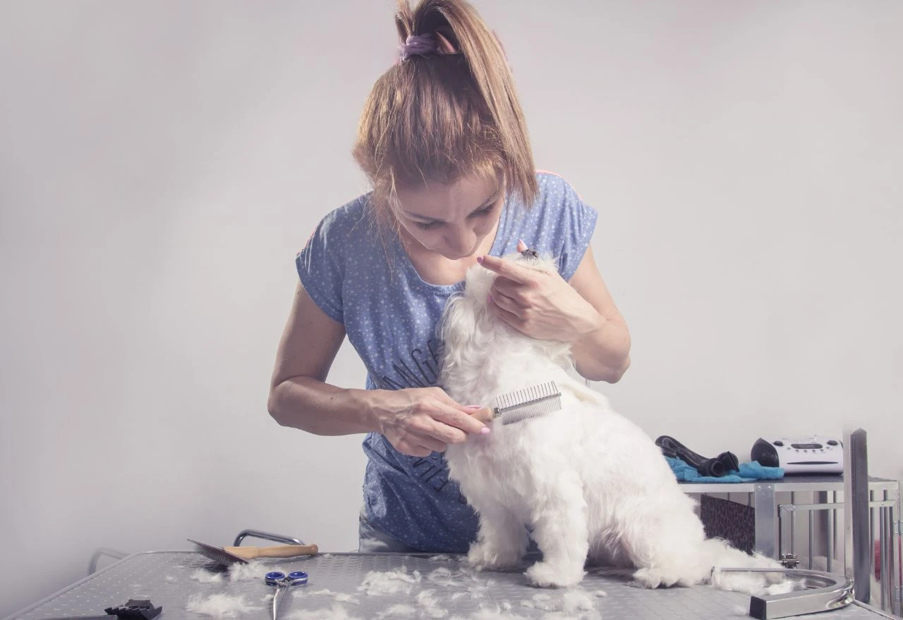 Četkate li psa kako treba? Veterinari otkrivaju najčešće greške i kako ih izbjeći