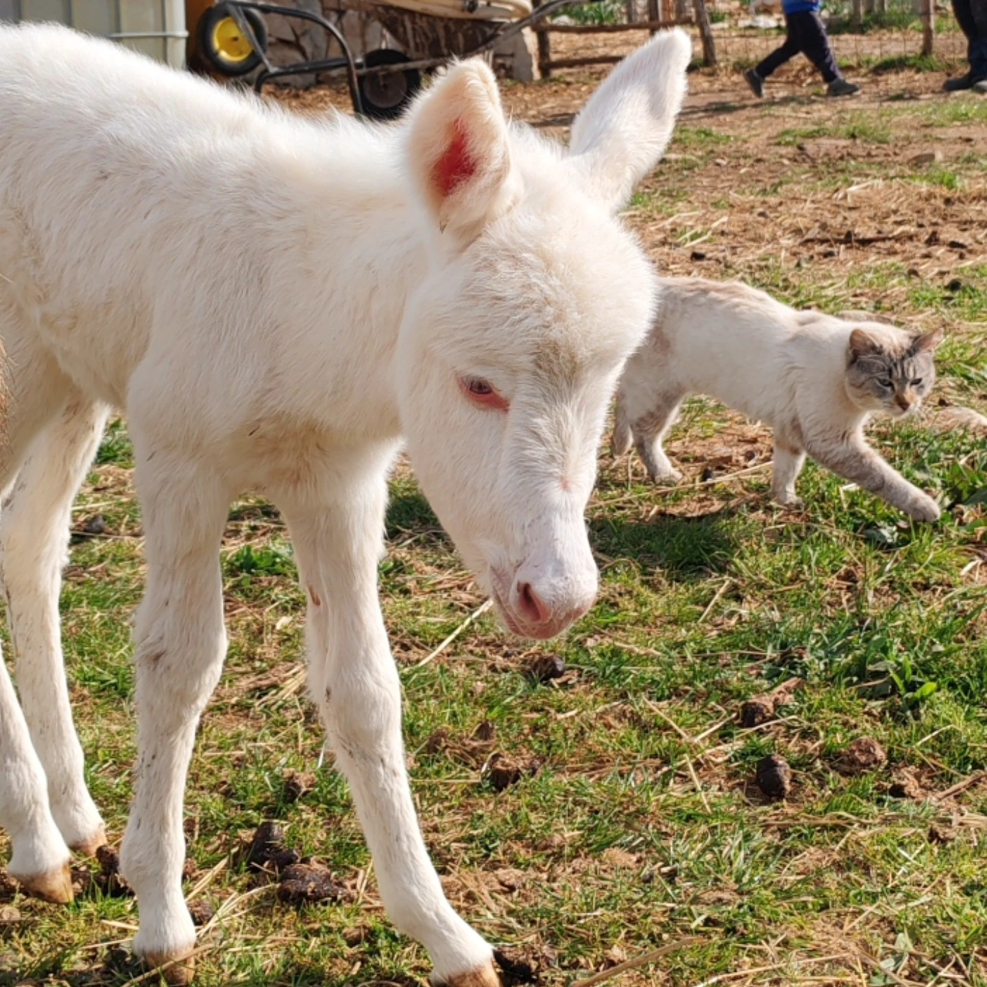 Na svijet došao albino magarac