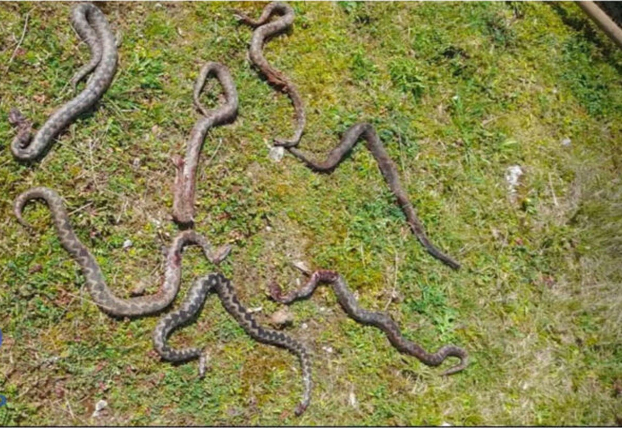 Širokobriježanin naišao na ''klupko'' poskoka