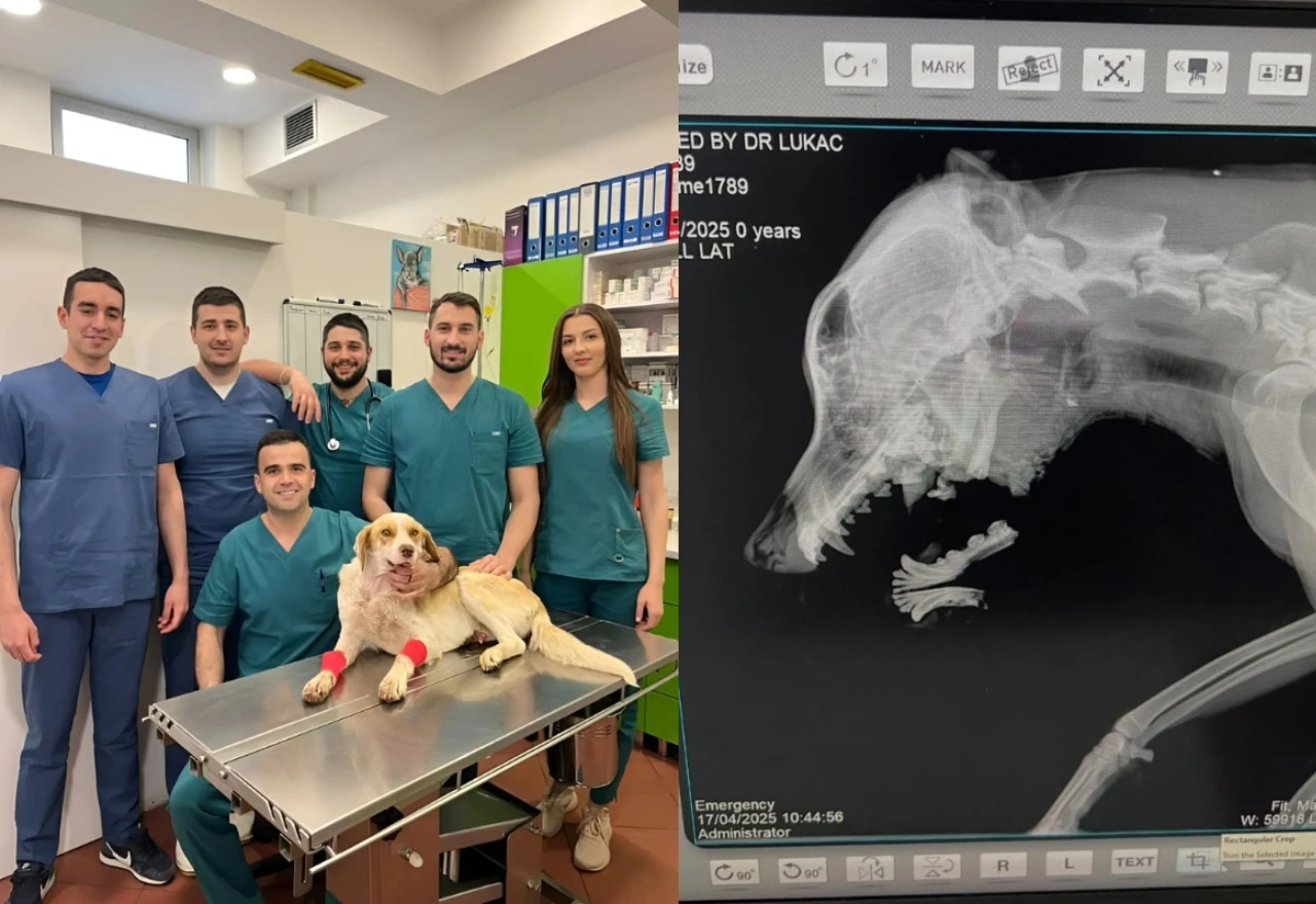 Veterinarski tim spasio teško ranjenog psa Umita