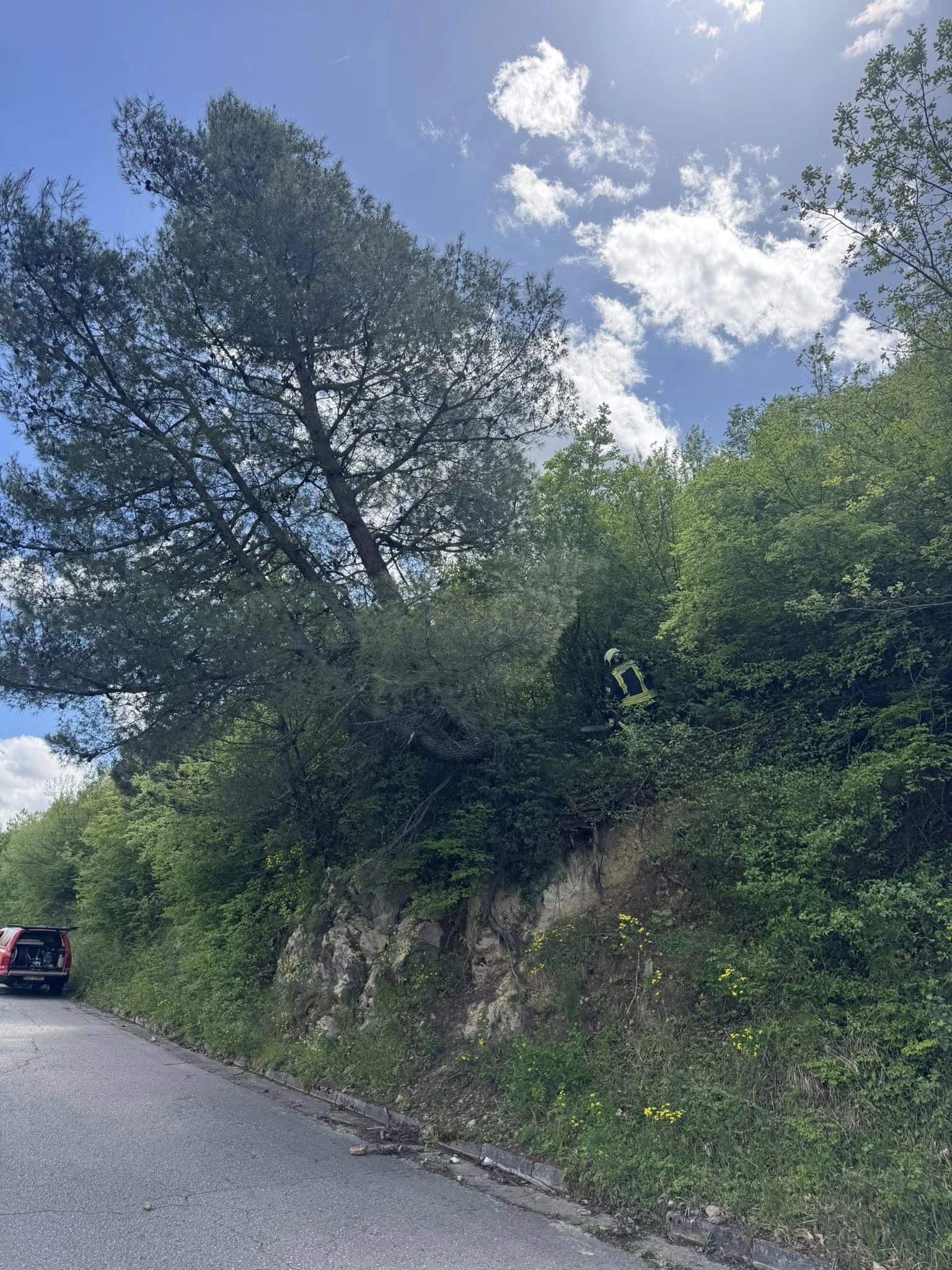 Uklanjanje stabala u mjesto Vranjevići