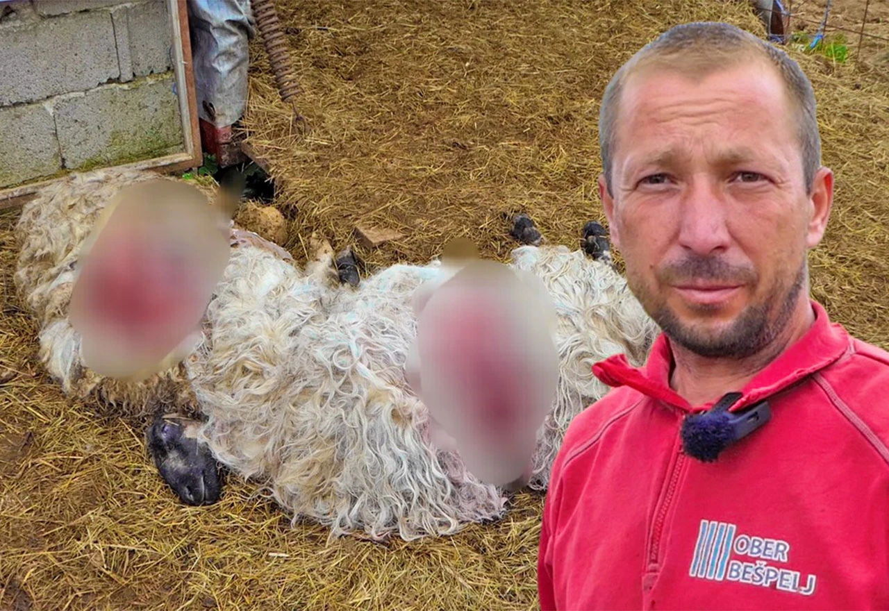 VIDEO | Medvjed upao u tor i napravio pokolj, selo u strahu i šoku