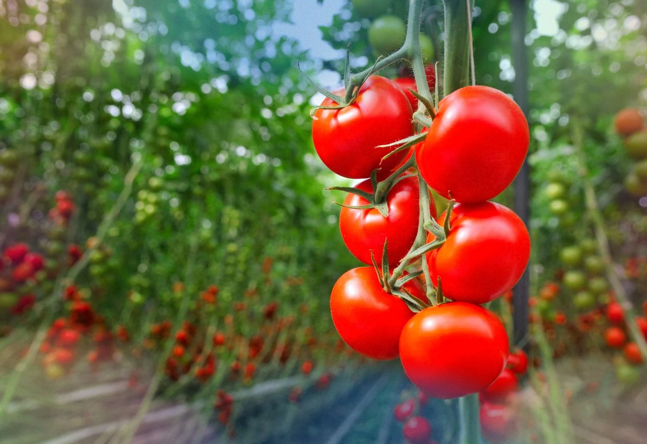 Za bolji urod: Dodajte ovu namirnicu u rupu u koju želite posaditi rajčicu