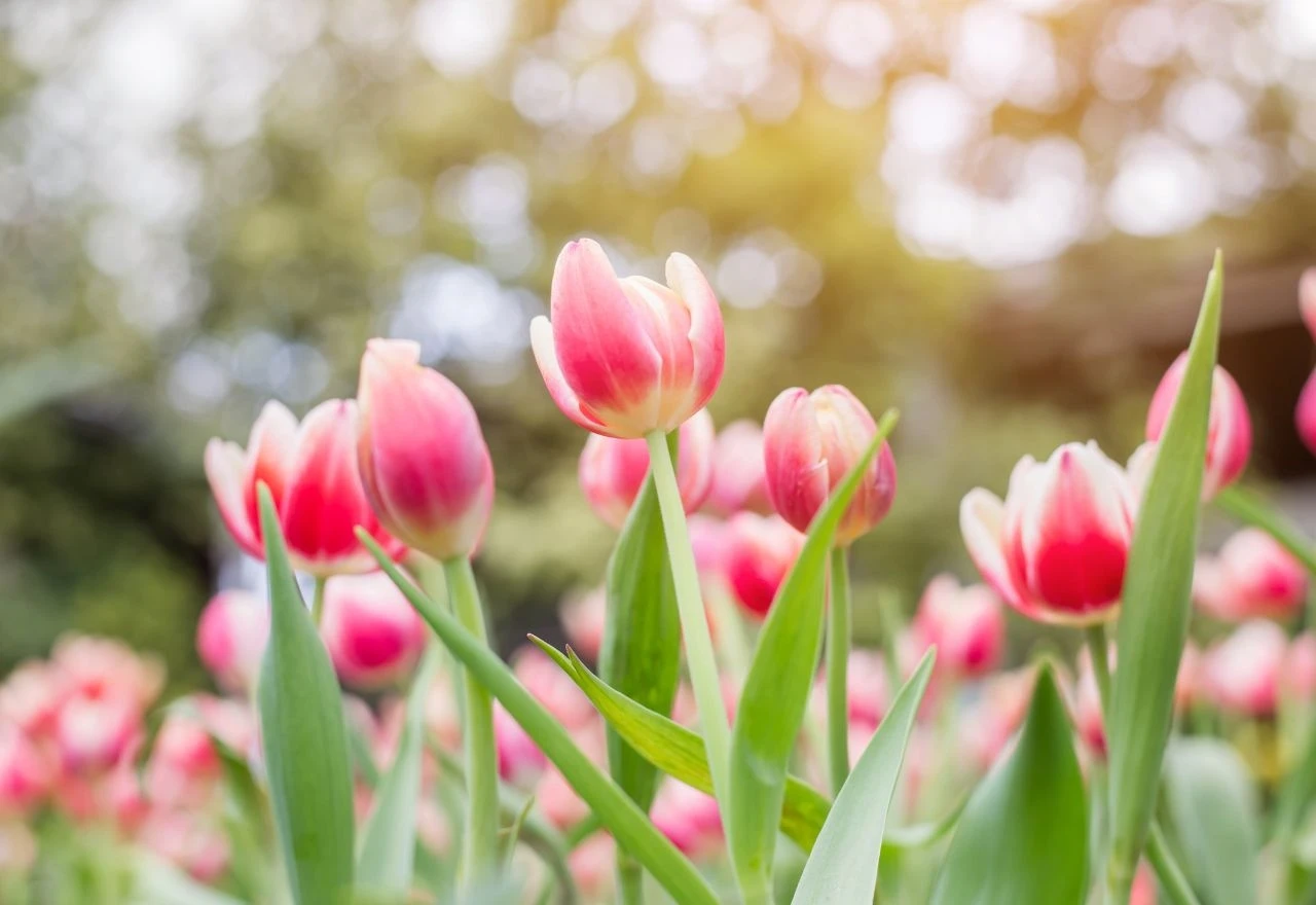 Tulipani cvjetaju ljepše ako im na vrijeme "skinete glavu"