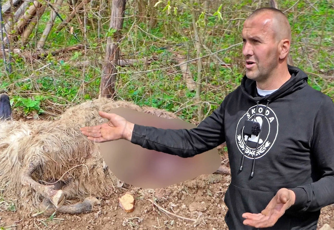 VIDEO | Medvjed ponovo napada, ovaj put upao u stado od 300 ovaca