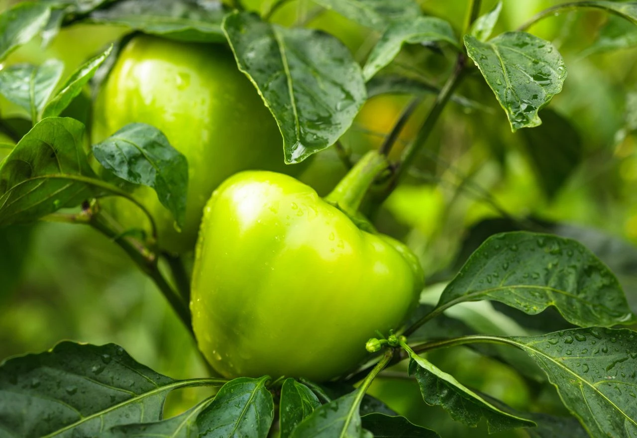 Sadnja paprika u paru ili pojedinačno? Test i usporedba