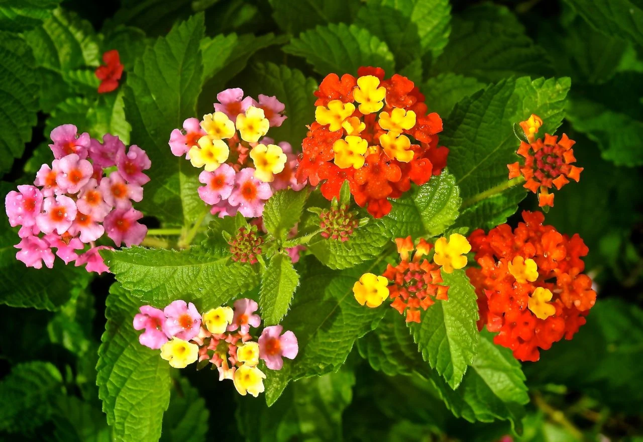 Lantana - cvijet koji će u vaš vrt unijeti vatromet boja