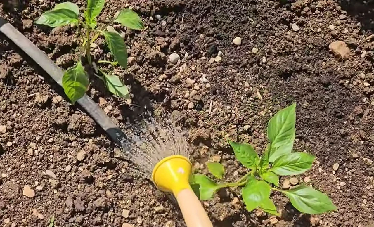 Tajna bujnih biljaka: Naučite kako napraviti dva organska tekuća gnojiva!