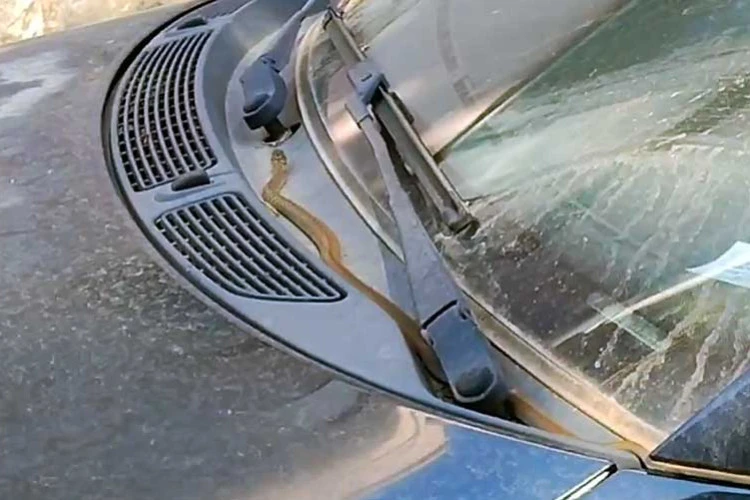 Čapljinski vatrogasci uklanjali zmiju iz automobila