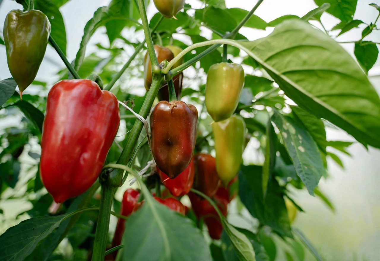 VIDEO | 5 najčešćih grešaka kod uzgoja paprika koje vam mogu uništiti cijeli urod