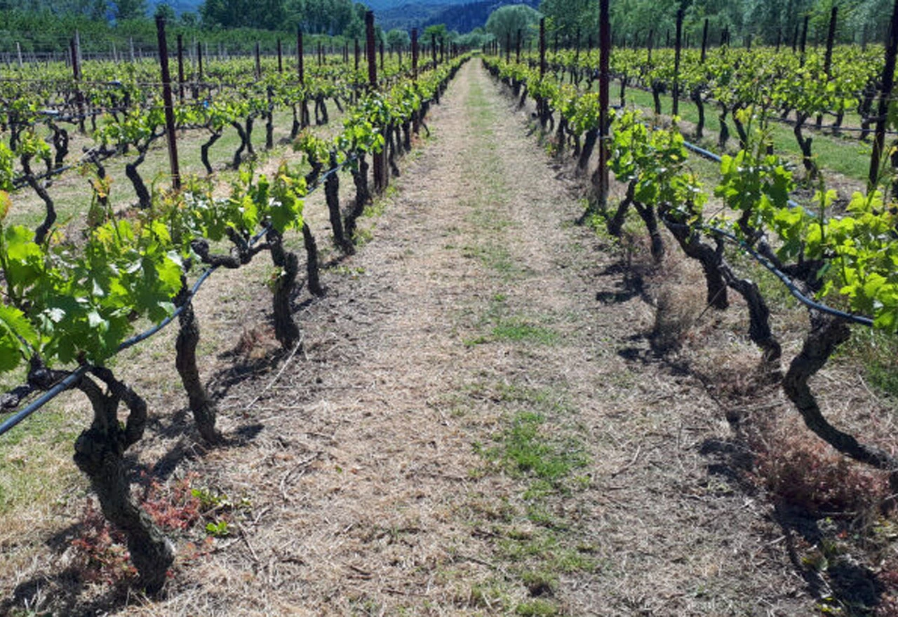 Zaštitite vinograde od plamenjače: Preporuka poljoprivrednim proizvođačima