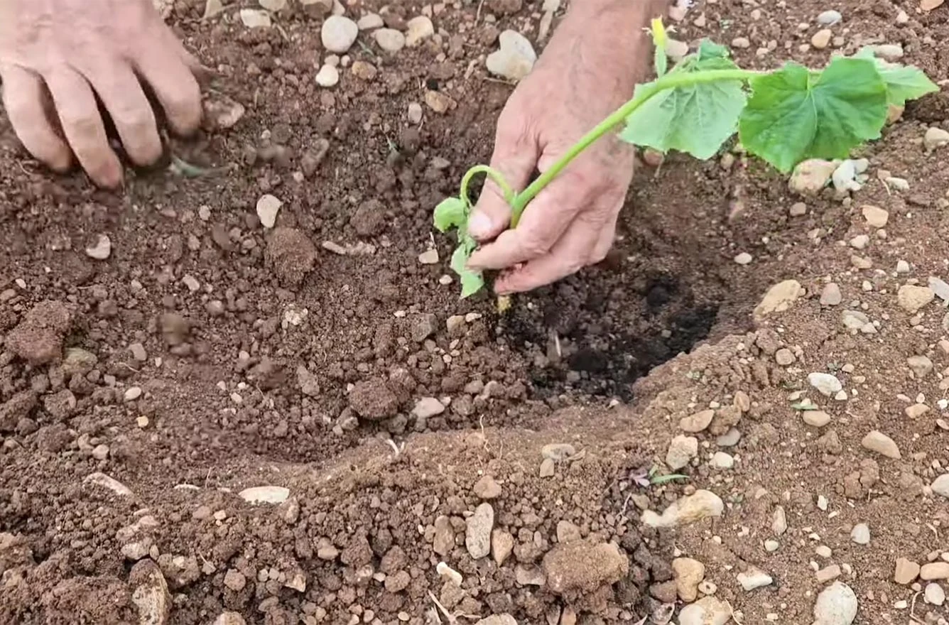 Ne sadite krastavce bez ove mješavine – trik koji uspijeva!