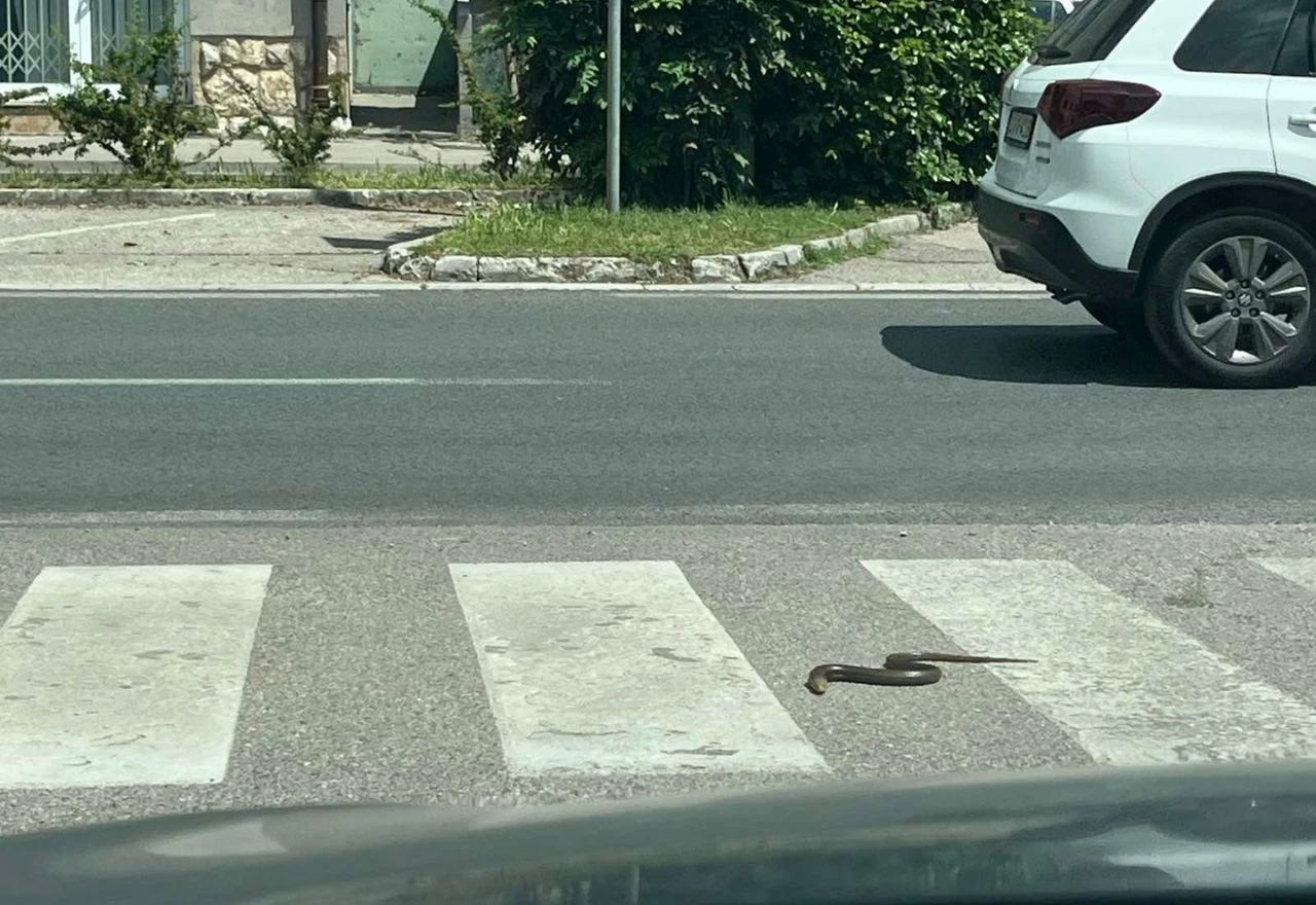 Zmija na vrelom asfaltu: Pogledajte što je jutros iznenadilo prolaznike u Mostaru