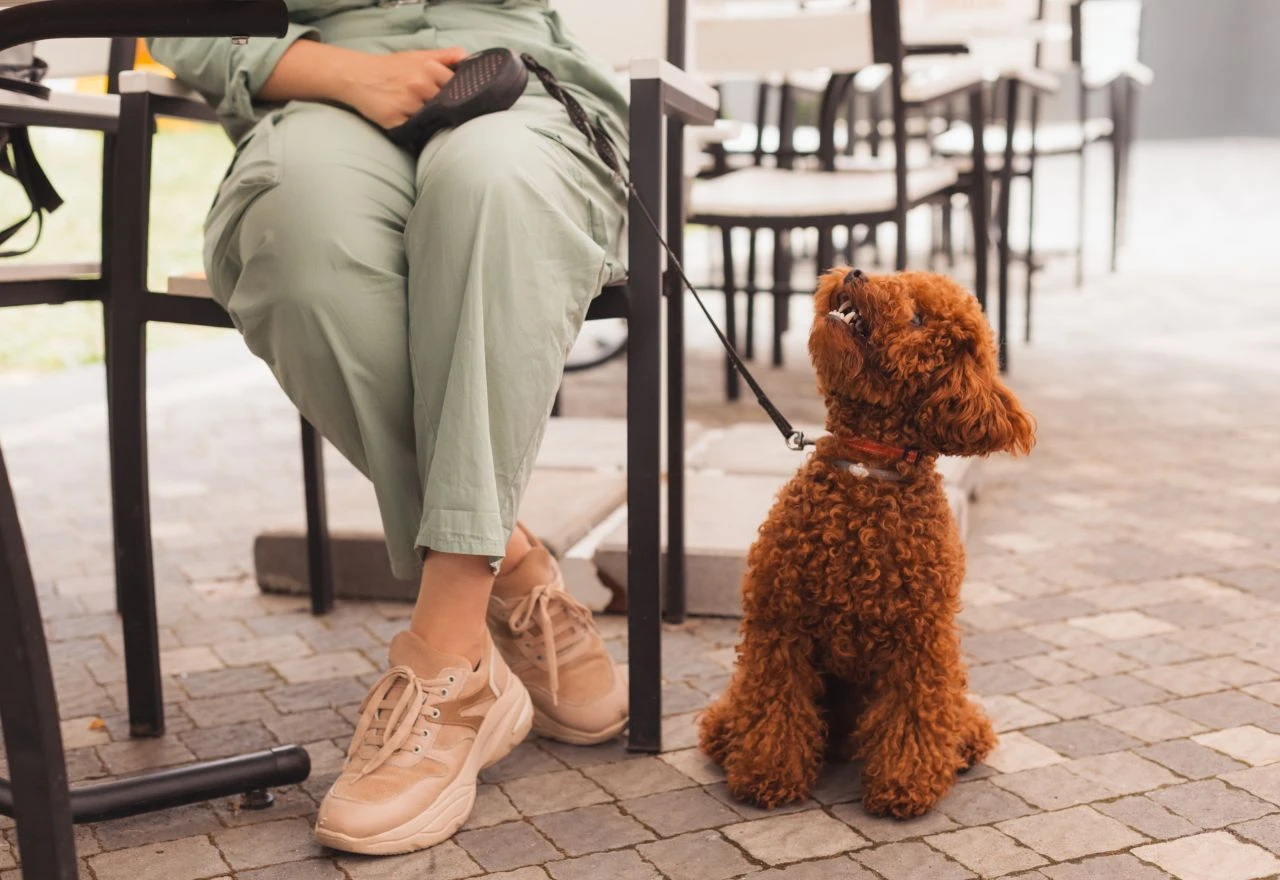 Pet-friendly objekti u BiH: Popularnost raste, ali zakon i dalje nejasan