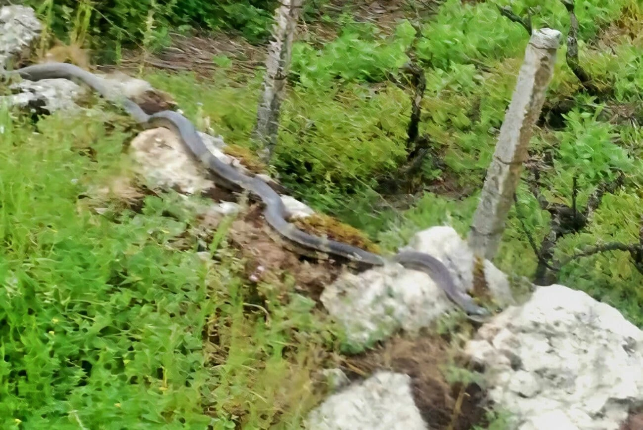 Fotografija iz Imotskog kruži internetom: "Taj pojede pet miševa za jedno popodne"
