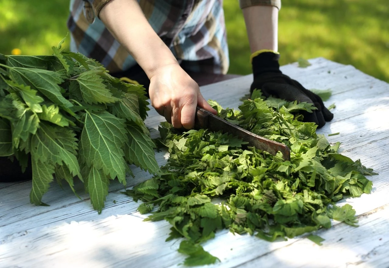 Kopriva kao prirodni pesticid: Pripremite otopinu koja tjera štetnike