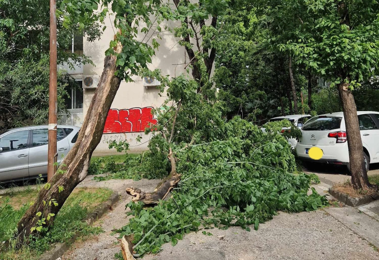 Mostar: Bura oborila stabla