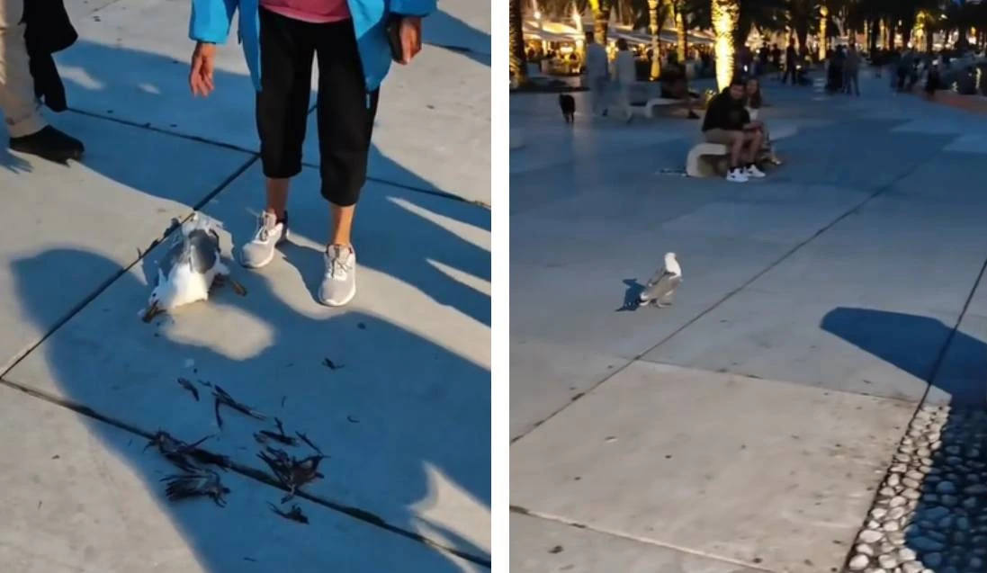 VIDEO | Drama na splitskoj rivi: Galeb pokušao progutati pticu, pao i jedva preživio