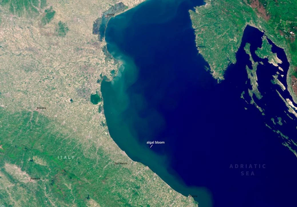 Divlje cvjetanje algi u Jadranu otkriva zabrinjavajući trend