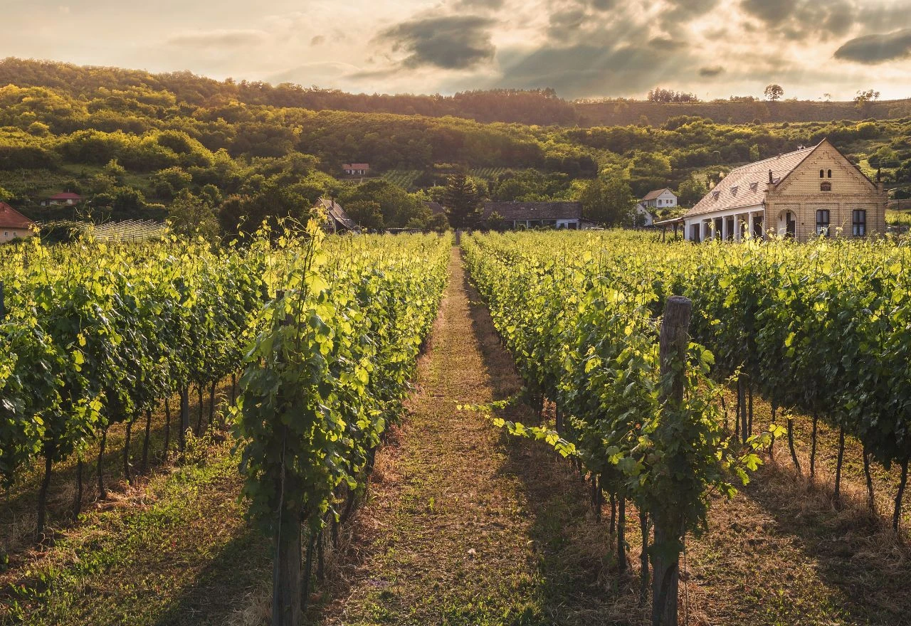 Preporuka vinogradarima za pravovremenu zaštitu od plamenjače