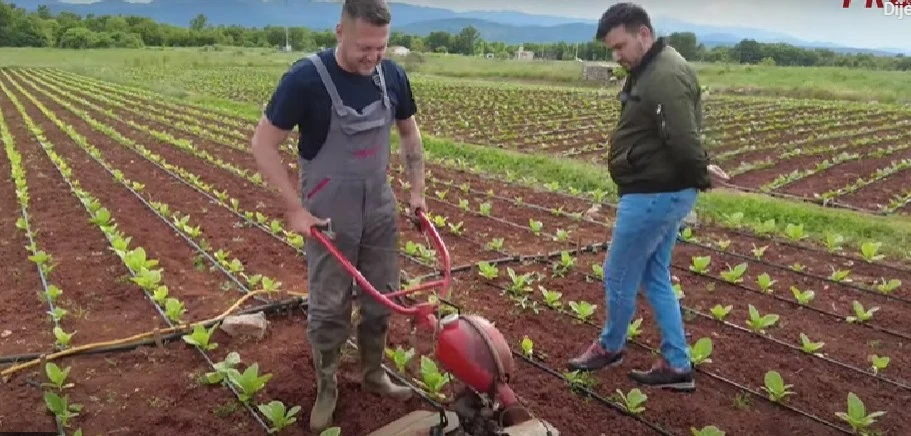 VIDEO | Mladi Hercegovac danju radi, popodne sadi duhan, a stigne se baviti i glazbom