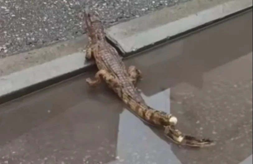 VIDEO: Građani u Nišu prijavili krokodila u centru grada