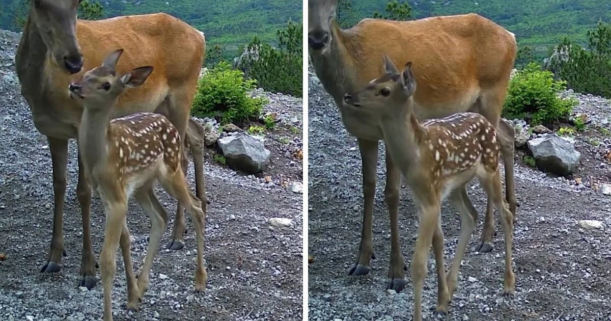VIDEO | Prizor iz snova: Maleni Bambi u šetnji s mamom kroz Paklenicu