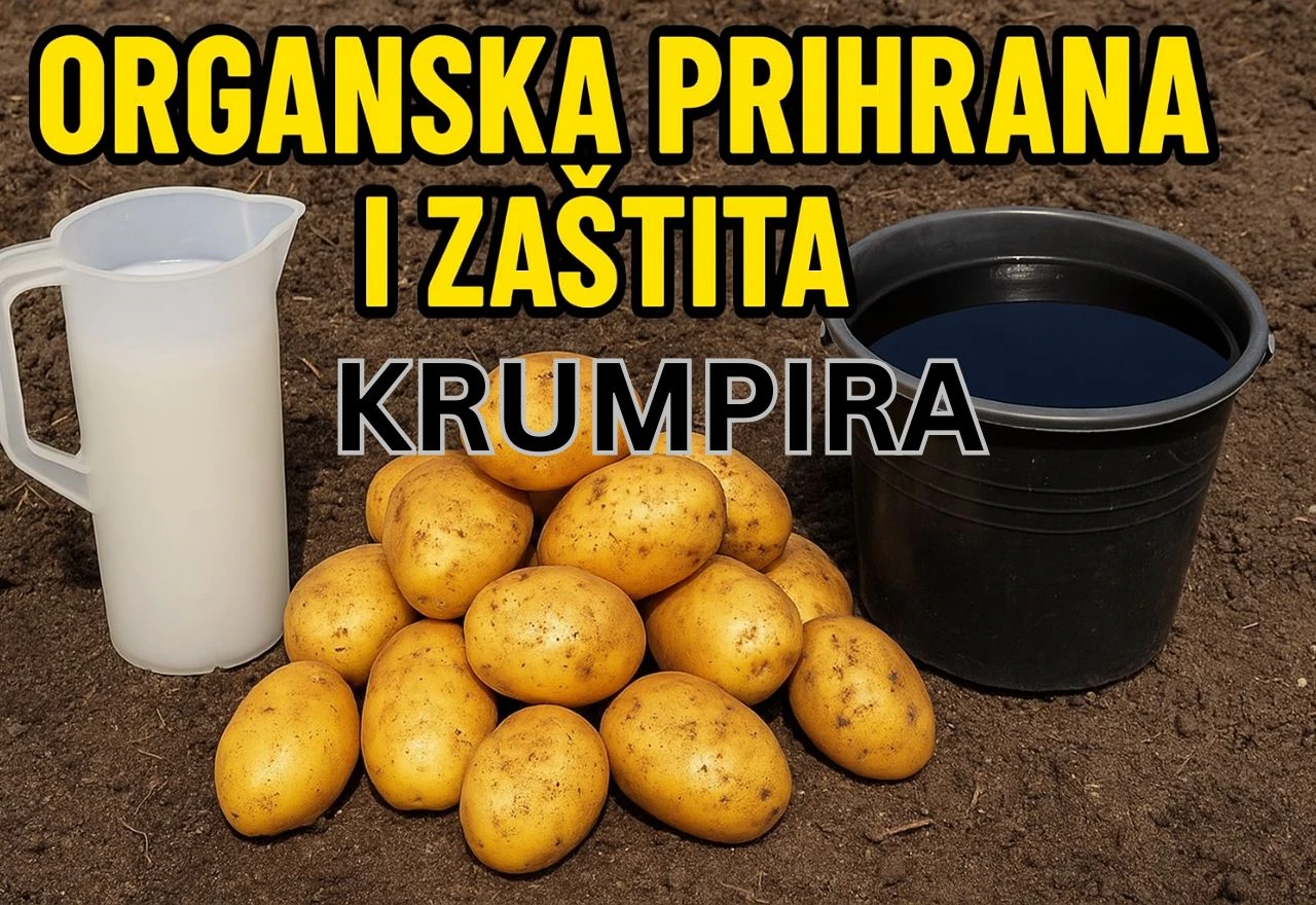 VIDEO | Krumpir vam sve slabije rađa? Evo kako udvostručiti prinos, bez kemije