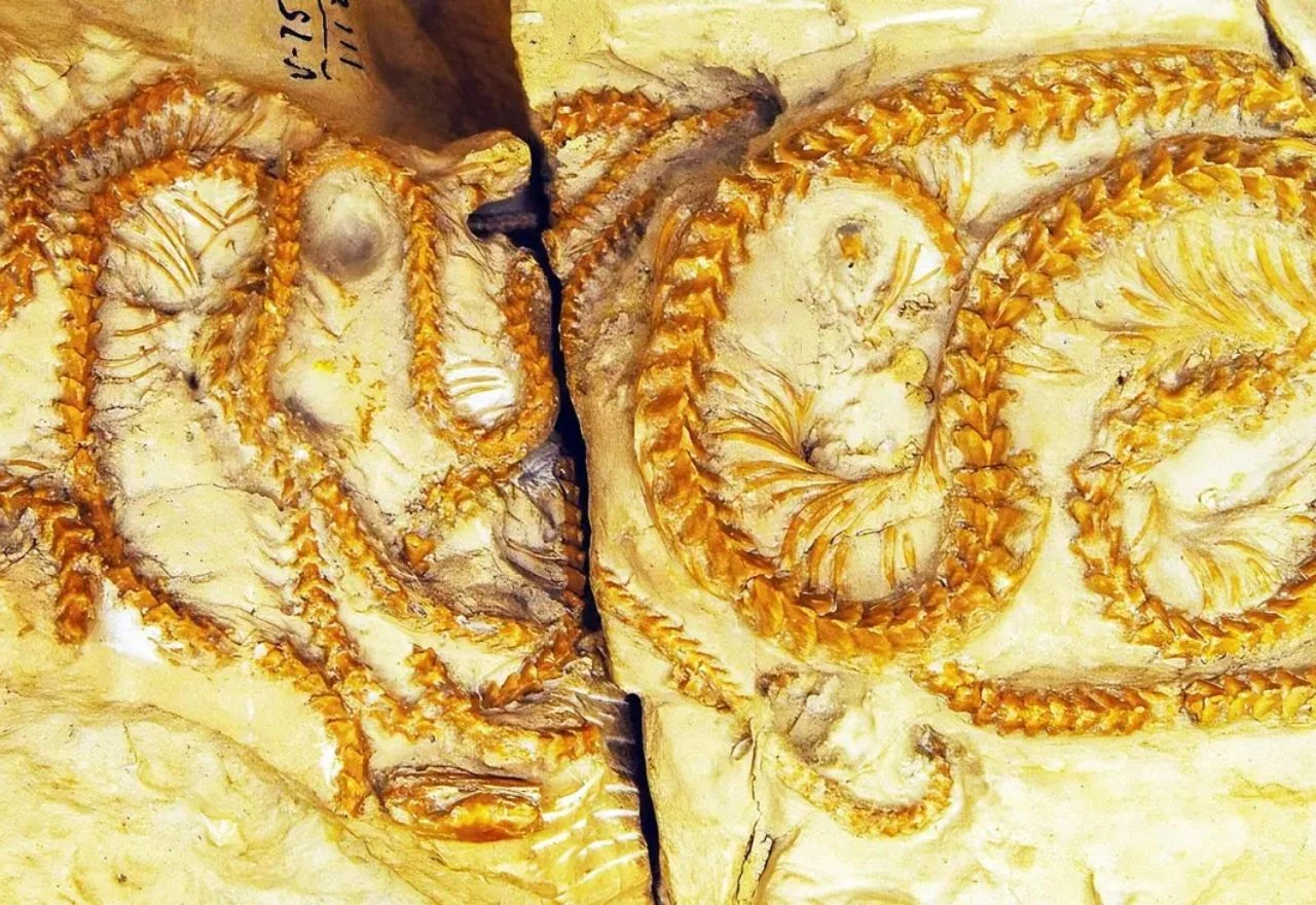 Četiri fosilne zmije stare 34 miljuna godina pronađene u savršenom stanju