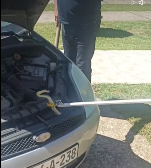 VIDEO: Vatrogasci izvukli zmiju iz automobila u Čitluku
