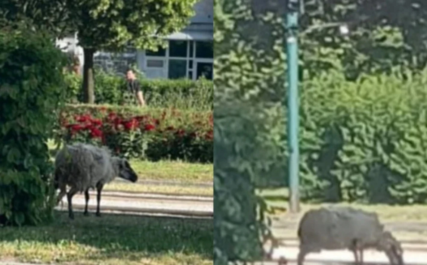VIDEO: Ovca luta ulicama Sarajeva