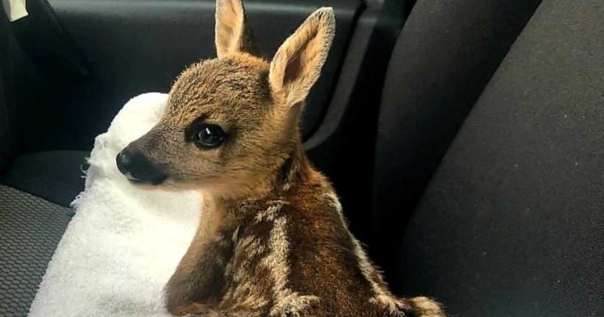Zoološki vrt poziva na oprez tijekom košnje: Visoka trava skriva mladunce