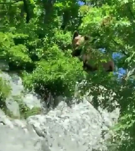 VIDEO: Medvjed usred dana prošetao mostarskim naseljem Dobrč
